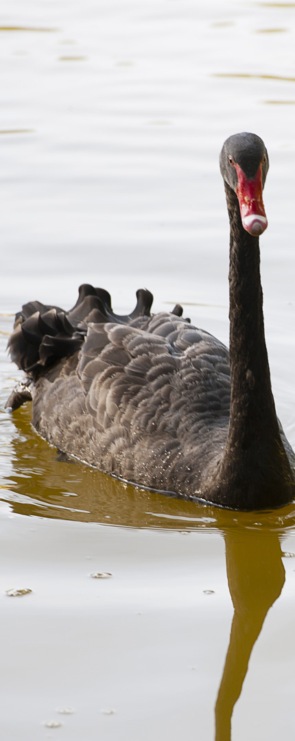 Momentos inesquecíveis no Sítio dos Lagos